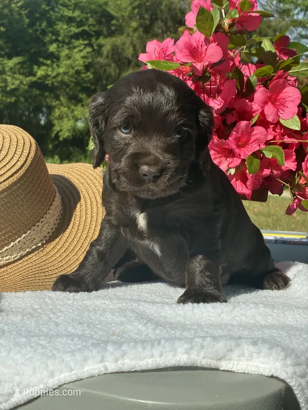 Pink female – Boykin Spaniel puppy for sale in Westminster, SC
