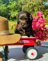 Pink female, a female Boykin Spaniel for sale in Westminster, SC – Photo 5 of 7