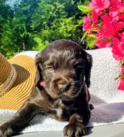 Pink female, a female Boykin Spaniel for sale in Westminster, SC – Photo 4 of 7