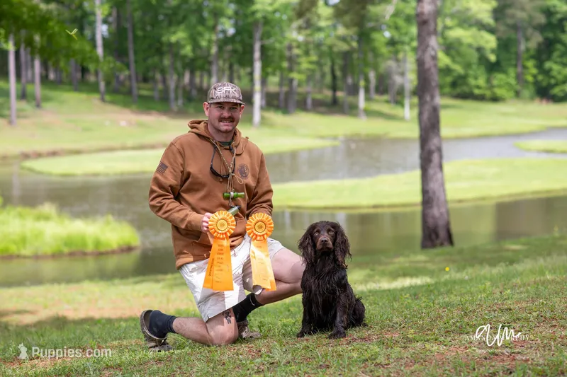 Pink female – Boykin Spaniel puppy for sale in Westminster, SC