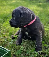 Pink female, a female Boykin Spaniel for sale in Westminster, SC – Photo 2 of 7