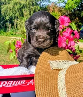 Pink female, a female Boykin Spaniel for sale in Westminster, SC – Photo 6 of 7