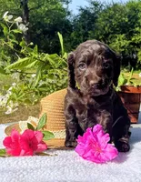 Green female, a female Boykin Spaniel for sale in Westminster, SC – Photo 2 of 7