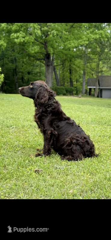Green female – Boykin Spaniel puppy for sale in Westminster, SC