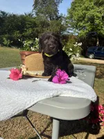 Green female, a female Boykin Spaniel for sale in Westminster, SC – Photo 5 of 7