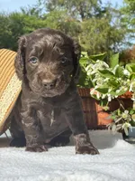 Green female, a female Boykin Spaniel for sale in Westminster, SC – Photo 4 of 7