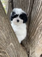 Zoro, a male Maltipoo for sale in Saginaw, MI – 6 of 8