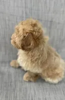 Gordie, a male Maltipoo for sale in Saginaw, MI – 8 of 8