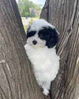 Zoro, a male Maltipoo for sale in Saginaw, MI – 5 of 8