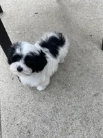 Zoro, a male Maltipoo for sale in Saginaw, MI – 8 of 8