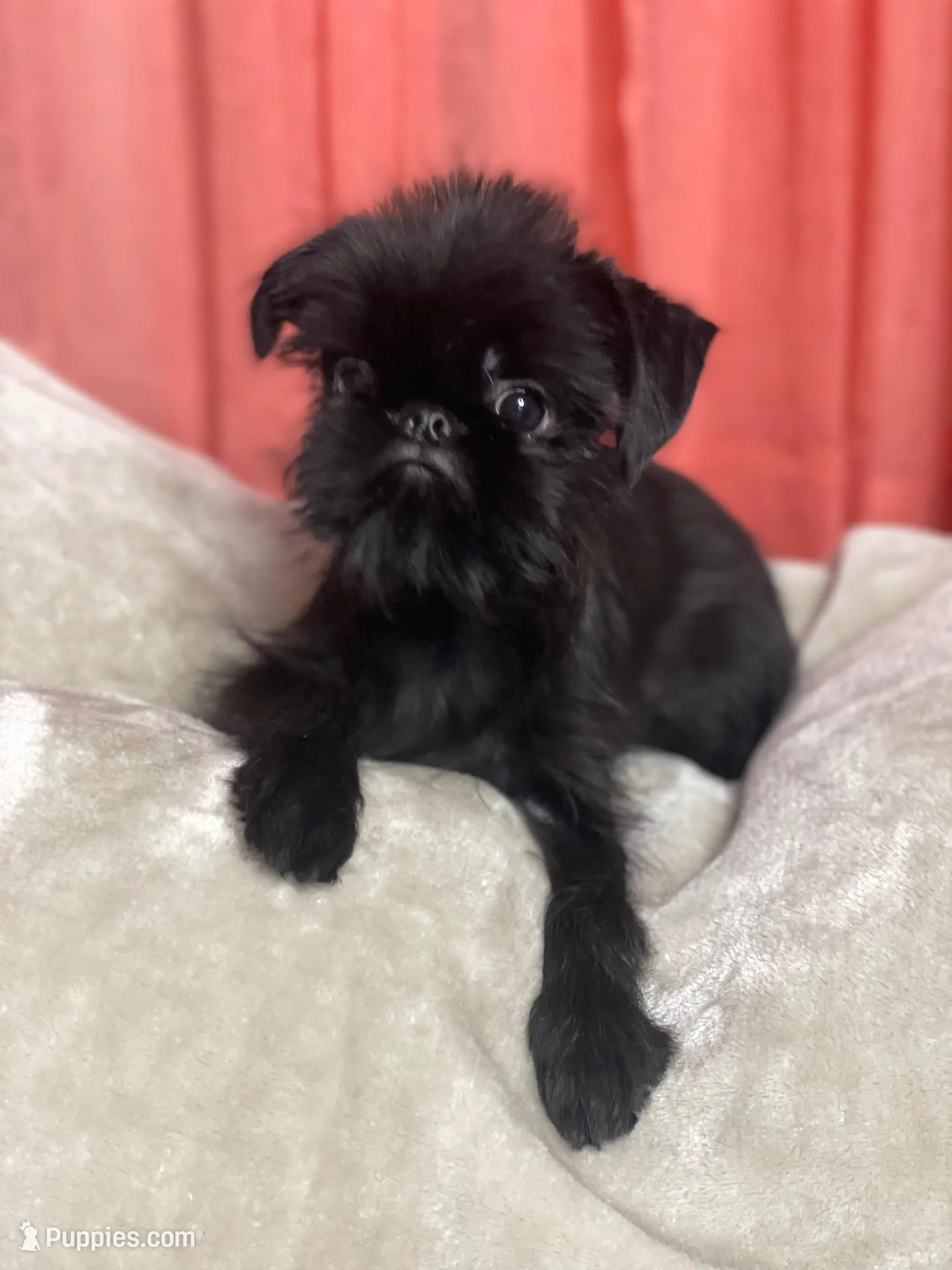 Mr. Personality, a male Brussels Griffon for sale in Saginaw, MI – Photo 8 of 10