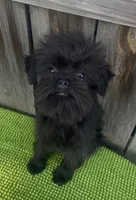 Bologna, a male Brussels Griffon for sale in Saginaw, MI – Photo 3 of 6