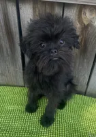 Bologna, a male Brussels Griffon for sale in Saginaw, MI – Photo 2 of 6