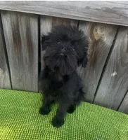 Bologna, a male Brussels Griffon for sale in Saginaw, MI – Photo 5 of 6
