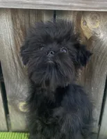 Bologna, a male Brussels Griffon for sale in Saginaw, MI – Photo 4 of 6