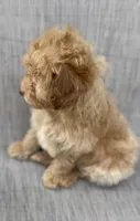 Gordie, a male Maltipoo for sale in Saginaw, MI – 4 of 8
