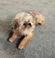 Eason, a male Maltipoo and Brussels Griffon for sale in Saginaw, MI – Photo 7 of 8