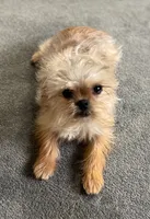 Eason, a male Maltipoo and Brussels Griffon for sale in Saginaw, MI – Photo 6 of 8