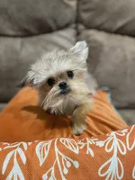 Eason, a male Maltipoo and Brussels Griffon for sale in Saginaw, MI – Photo 1 of 8