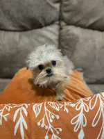 Eason, a male Maltipoo and Brussels Griffon for sale in Saginaw, MI – Photo 2 of 8
