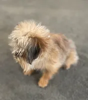 Eason, a male Maltipoo and Brussels Griffon for sale in Saginaw, MI – Photo 5 of 8