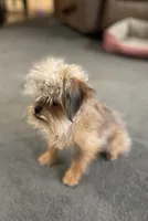 Eason, a male Maltipoo and Brussels Griffon for sale in Saginaw, MI – Photo 3 of 8