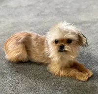 Eason, a male Maltipoo and Brussels Griffon for sale in Saginaw, MI – Photo 4 of 8