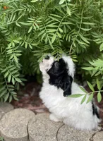 Zoro, a male Maltipoo for sale in Saginaw, MI – 4 of 8