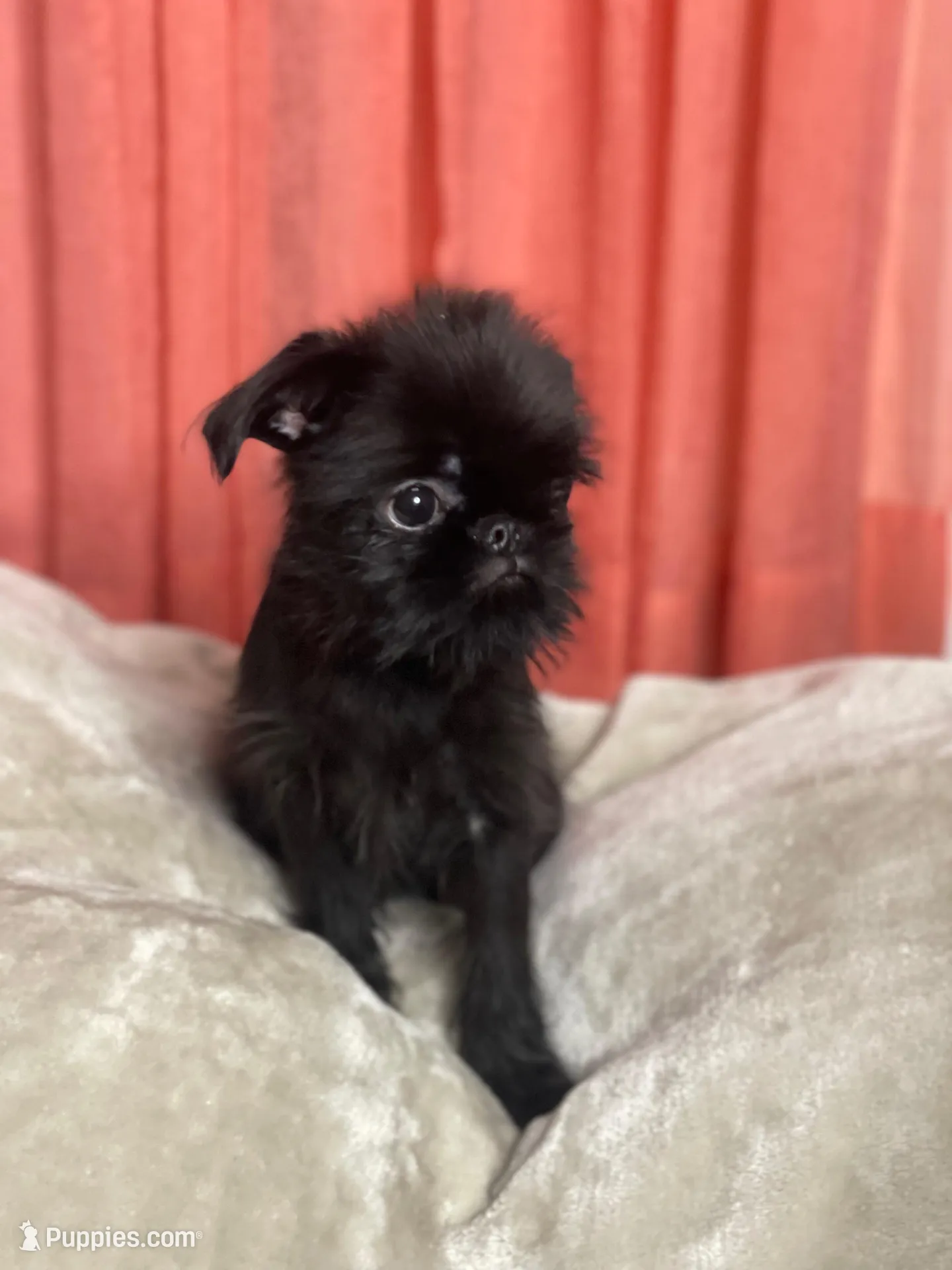 Mr. Personality, a male Brussels Griffon for sale in Saginaw, MI – Photo 3 of 10