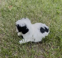 Zoro, a male Maltipoo for sale in Saginaw, MI – 3 of 8