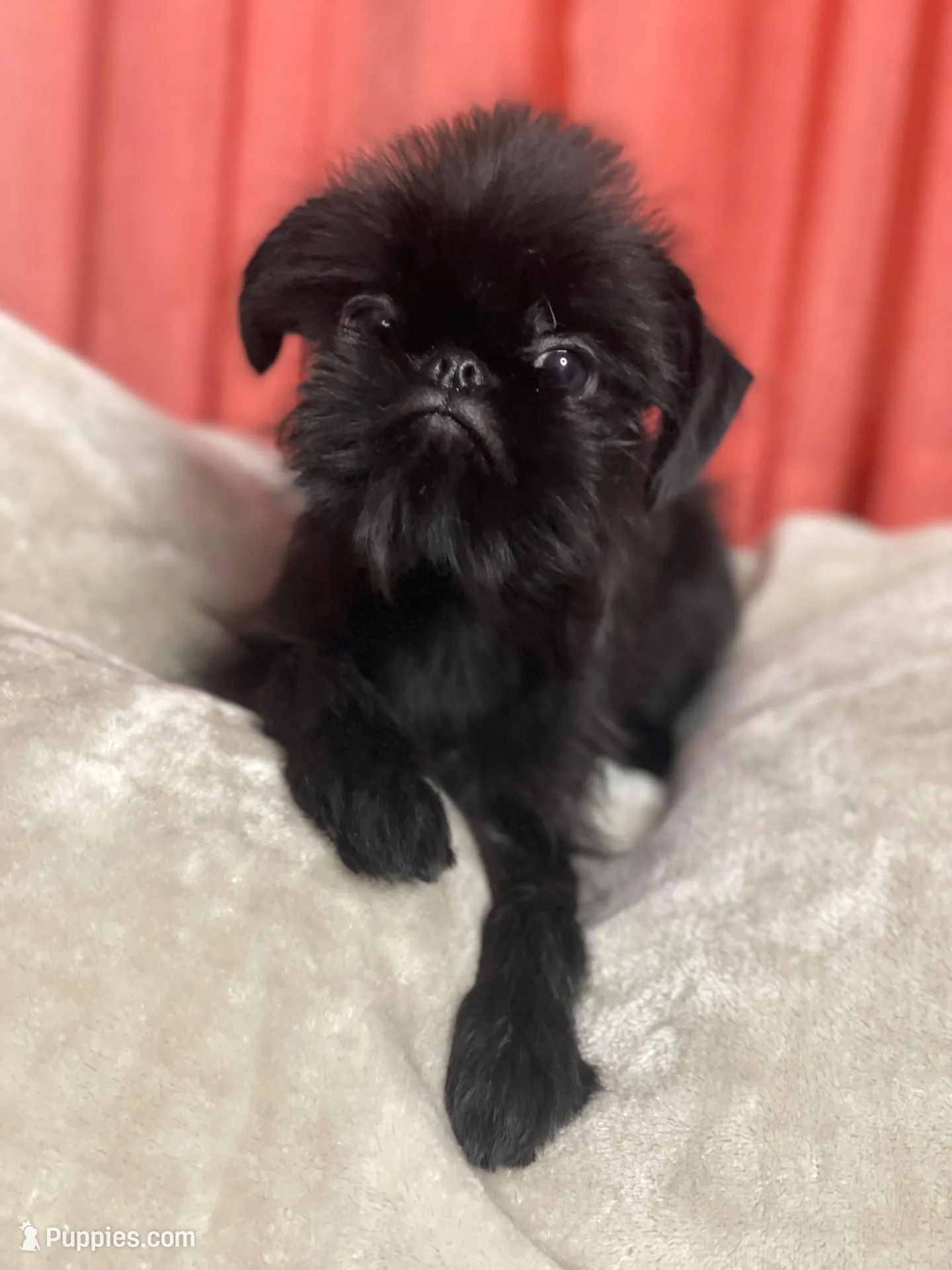 Mr. Personality – Brussels Griffon puppy for sale in Saginaw, MI