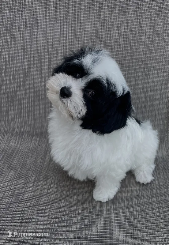 Zoro – Maltipoo puppy for sale in Saginaw, MI