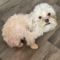 Perogi, a male Maltipoo and Brussels Griffon for sale in Saginaw, MI – Photo 3 of 5