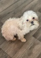 Perogi, a male Maltipoo for sale in Saginaw, MI – Photo 3 of 5