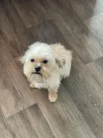 Perogi, a male Maltipoo for sale in Saginaw, MI – Photo 5 of 5