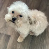 Perogi, a male Maltipoo and Brussels Griffon for sale in Saginaw, MI – Photo 2 of 5