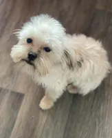 Perogi, a male Maltipoo for sale in Saginaw, MI – Photo 2 of 5