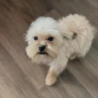 Perogi, a male Maltipoo and Brussels Griffon for sale in Saginaw, MI – Photo 4 of 5