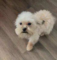 Perogi, a male Maltipoo for sale in Saginaw, MI – Photo 4 of 5