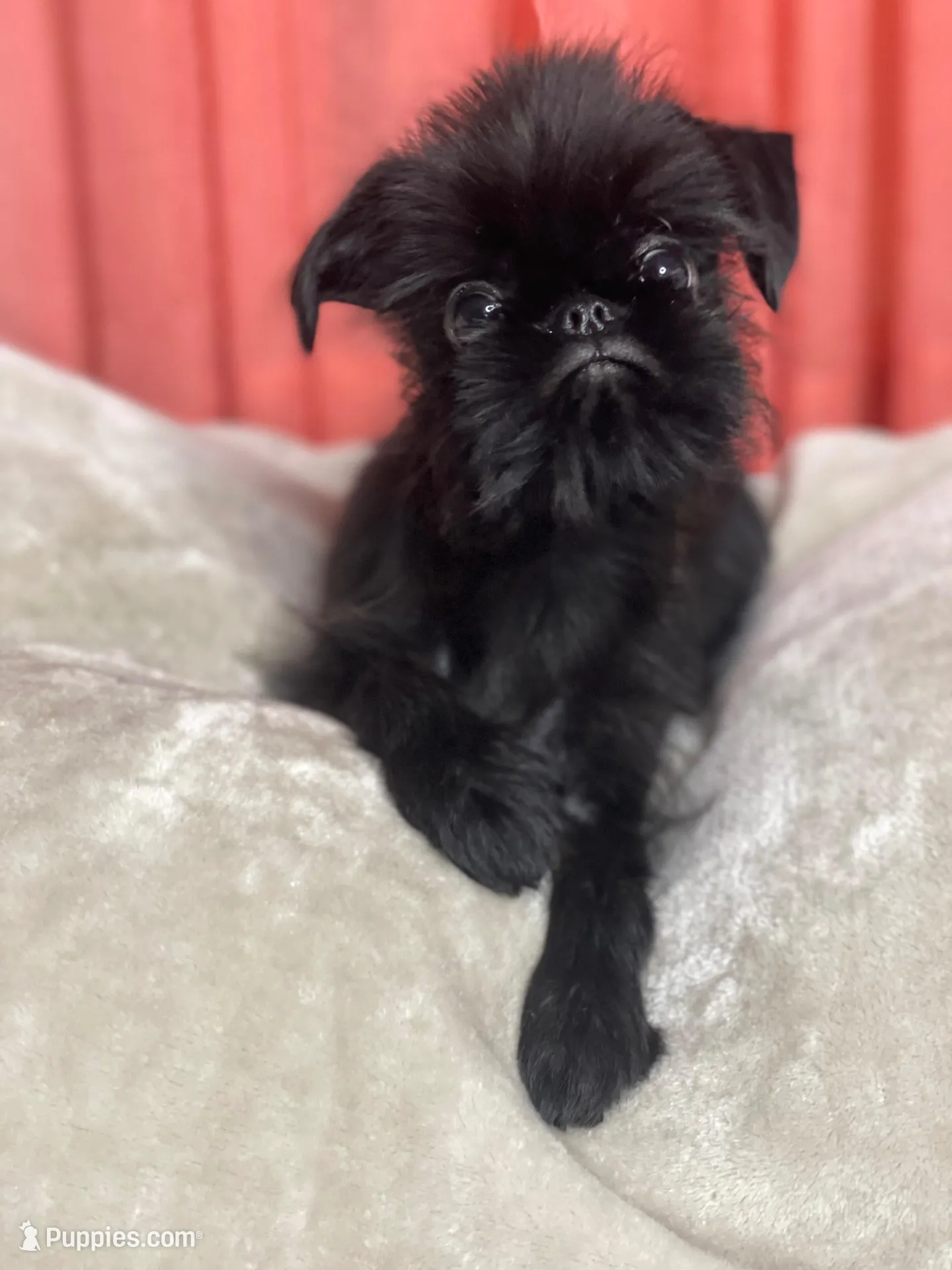 Mr. Personality, a male Brussels Griffon for sale in Saginaw, MI – Photo 7 of 10
