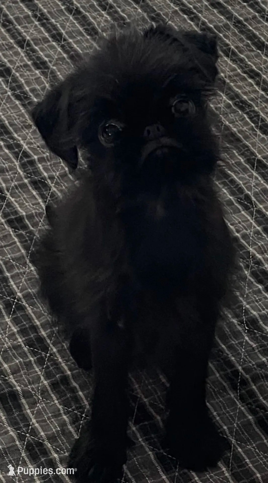 Mr. Personality – Brussels Griffon puppy for sale in Saginaw, MI