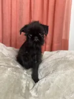 Mr. Personality, a male Brussels Griffon for sale in Saginaw, MI – Photo 5 of 10