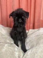 Mr. Personality, a male Brussels Griffon for sale in Saginaw, MI – Photo 2 of 10