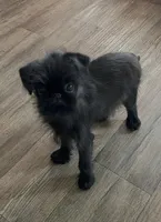 Mr. Personality, a male Brussels Griffon for sale in Saginaw, MI – Photo 7 of 7