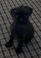 Mr. Personality, a male Brussels Griffon for sale in Saginaw, MI – Photo 2 of 7