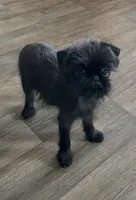 Mr. Personality, a male Brussels Griffon for sale in Saginaw, MI – Photo 5 of 7