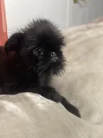 Mr. Personality, a male Brussels Griffon for sale in Saginaw, MI – Photo 4 of 10