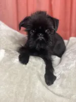 Mr. Personality, a male Brussels Griffon for sale in Saginaw, MI – Photo 9 of 10