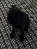 Mr. Personality, a male Brussels Griffon for sale in Saginaw, MI – Photo 3 of 7