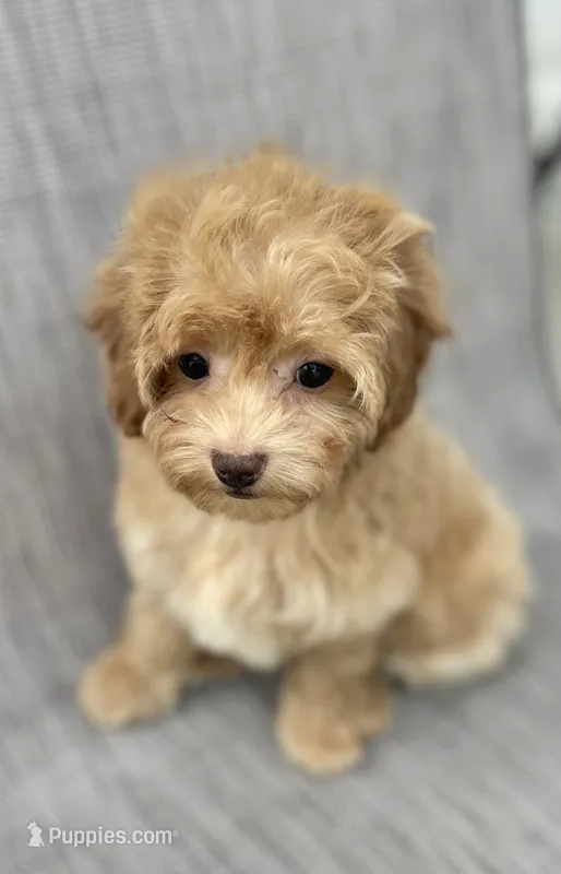 Gordie – Maltipoo puppy for sale in Saginaw, MI
